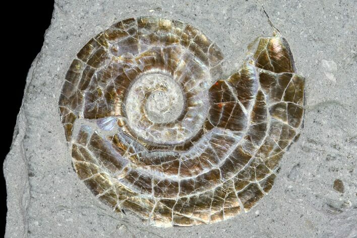 Fossil Ammonite (Psilorbis) - England #104568